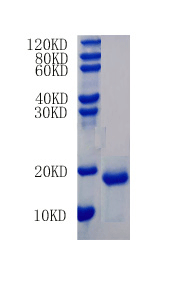 Interleukin-8