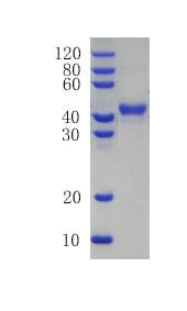 Vascular endothelial growth factor A