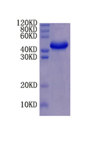 Alpha-fetoprotein