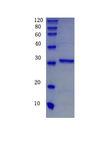 Collagen alpha-1(III) chain