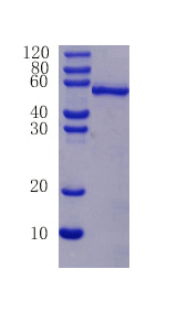 Trypsin-2