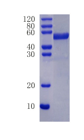 Cathepsin L1