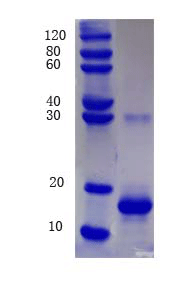 Insulin-1