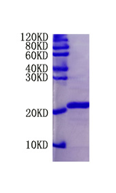 Fibroblast growth factor 2