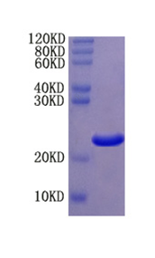 Myeloperoxidase