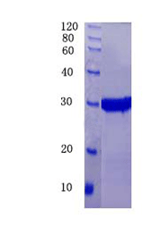 Apolipoprotein A-I