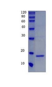 Caspase-3