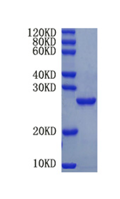 Corticotropin