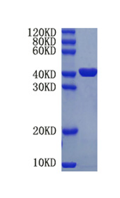 Arginase-1