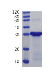 Histone H4