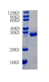 Growth/differentiation factor 2