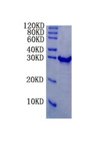 Cathepsin G