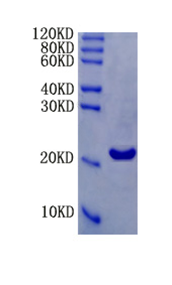 Tumor necrosis factor ligand superfamily member 13