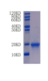 Protein S100-A8