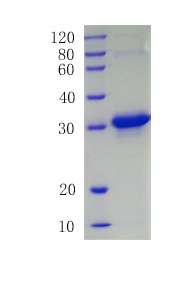 Angiopoietin-related protein 2