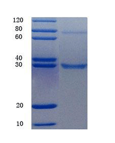 Reactive oxygen species modulator 1