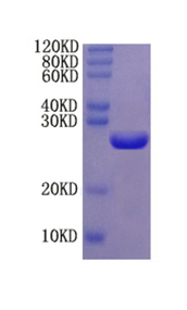 Keratin, type II cytoskeletal 5