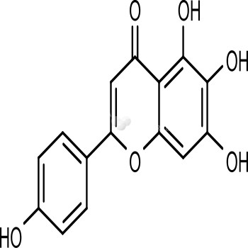 Scutellarein