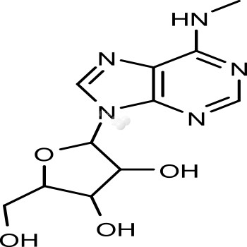 N6-methyladenosine (m6A)