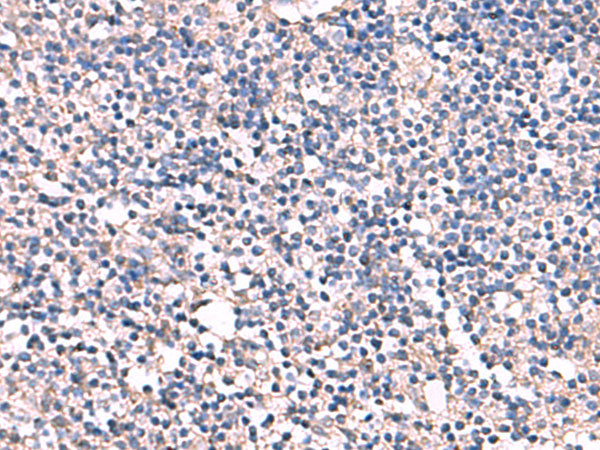 ESM1 Antibody