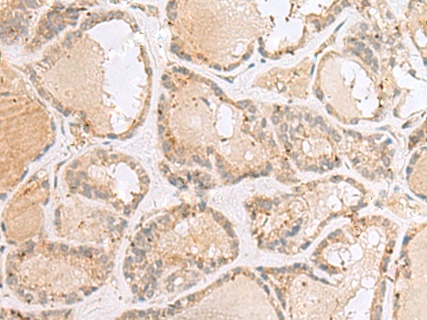 CNPY3 Antibody