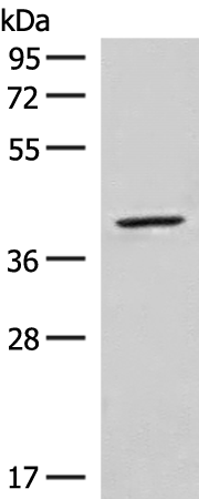 NSUN4 Antibody