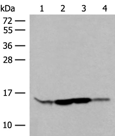 RPP14 Antibody