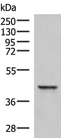 SAMSN1 Antibody