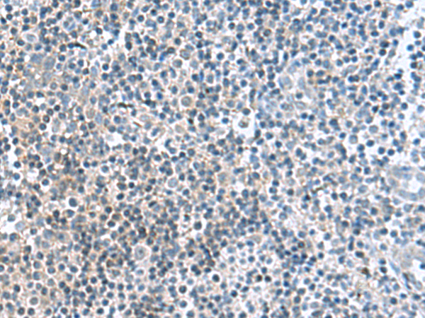 FAM107B Antibody