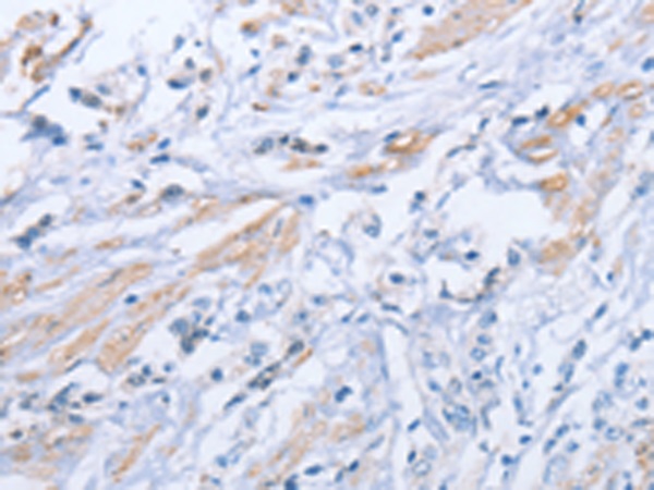 ZBTB1 Antibody