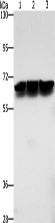 ZBTB1 Antibody