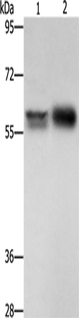 ZBTB7A Antibody