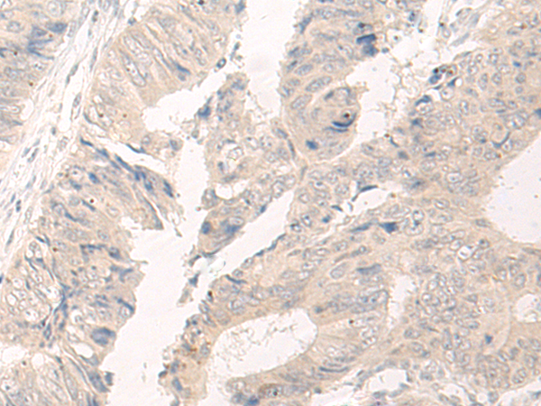 C14orf180 Antibody