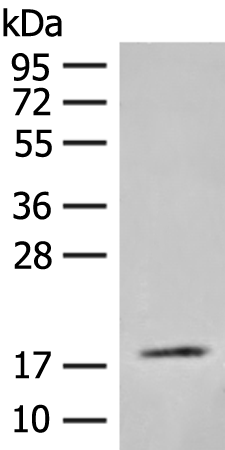 FAM177B Antibody