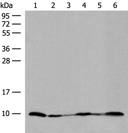 ROMO1 Antibody