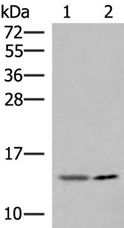 GUCA2A Antibody