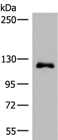 ARHGAP45 Antibody