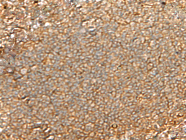 GNGT2 Antibody