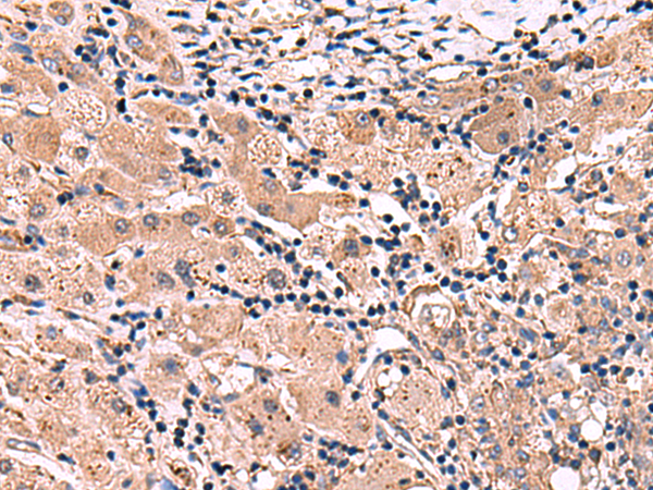 INSC Antibody