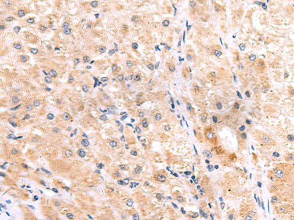 ITGA3 Antibody