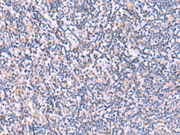 LMLN Antibody