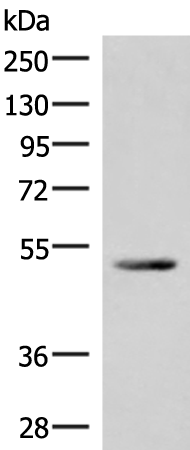 IRX4 Antibody