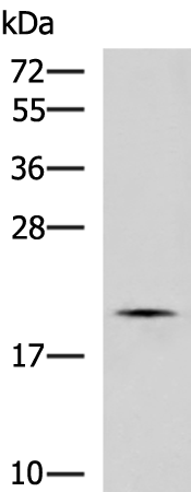 IFNA1/IFNA13 Antibody