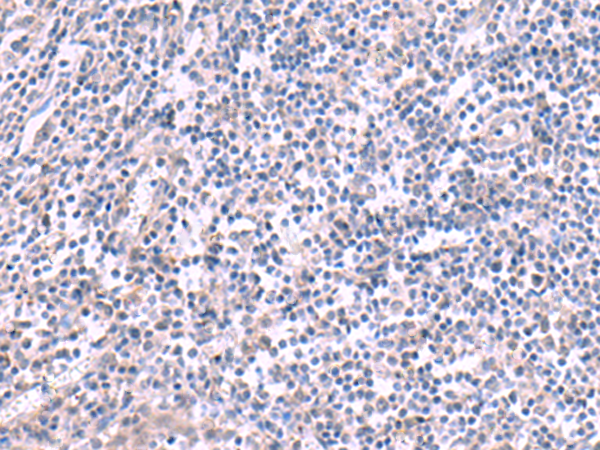 KCNK10 Antibody