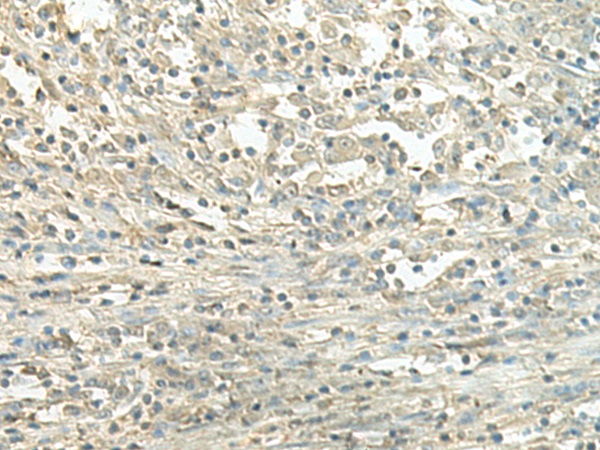 SPIRE1 Antibody