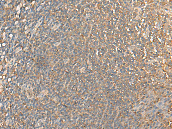 DGLUCY Antibody