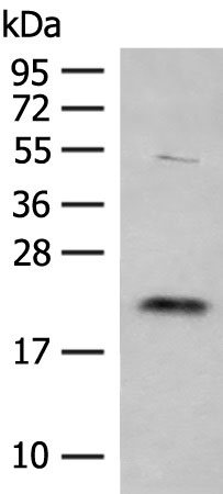 TIMM22 Antibody