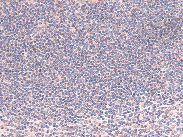 RIC3 Antibody