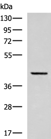 RIC3 Antibody