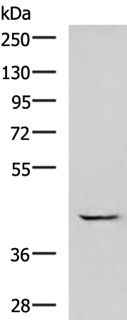 GABPB1 Antibody